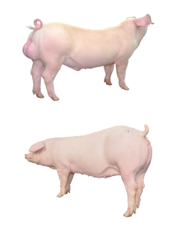 中国电子游艺网站下载安装
