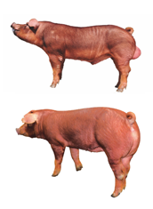 中国电子游艺网站下载安装
