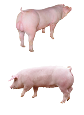 中国电子游艺网站下载安装
